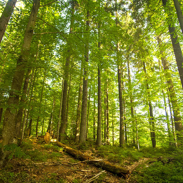 bosque frondoso y sostenible